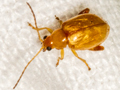 Longitarsus jacobaeae
